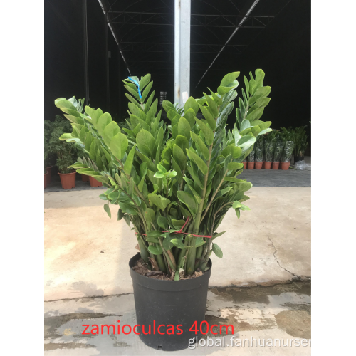 Indoor Living Plant Zamioculcas zamiifolia in lower price Supplier